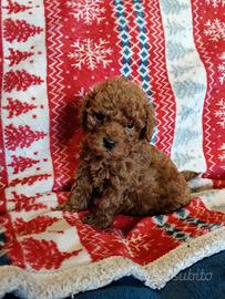 Barboncino Toy con Pedigree ENCI