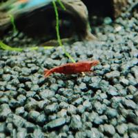 Neo Caridine wild Guppy endler pesci acquario