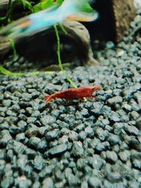 Neo Caridine wild Guppy endler pesci acquario