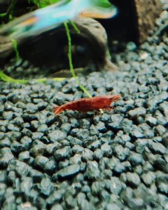 Neo Caridine wild Guppy endler pesci acquario