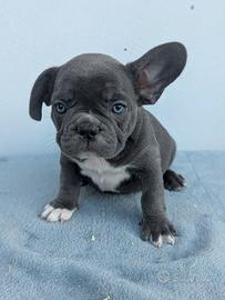 Bulldog francesi merle tan