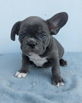 Bulldog francesi merle tan