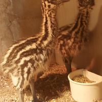 Emù ( struzzo Australiano)