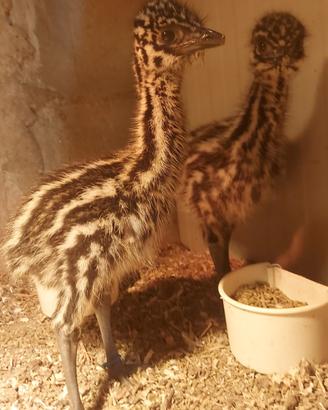 Emù ( struzzo Australiano)