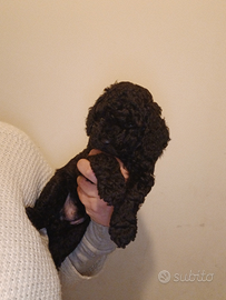 Barboncino nano bari