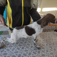 Cuccioli di setter inglese