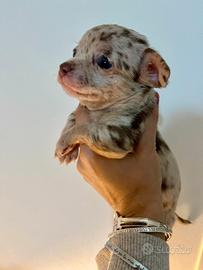 Chihuahua Choco merle Kevin