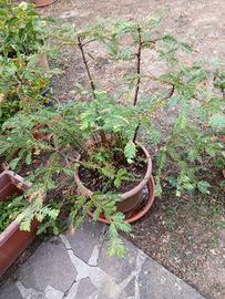 DUE PIANTE SEQUOIA IN VASO