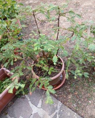 DUE PIANTE SEQUOIA IN VASO