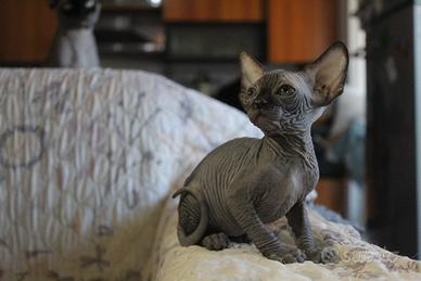 Cuccioli sphynx pedigree