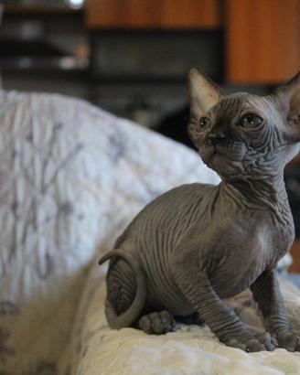 Cuccioli sphynx pedigree