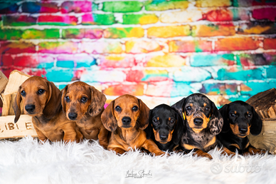 Cuccioli di bassotto