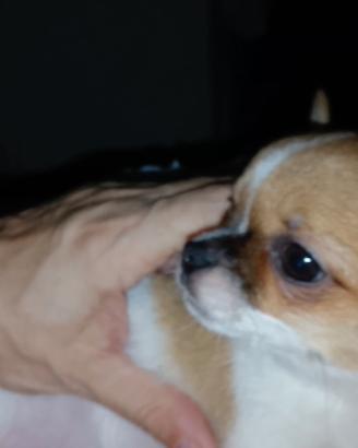 Chiwawa