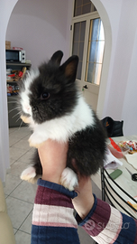 Conigli testa di leone