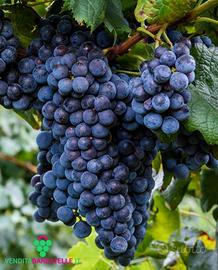 uva da vino nebbiolo monferrato doc