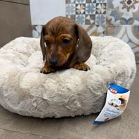 Bassotto fulvo Arlecchino