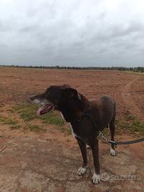 Aiutami a trovare casa
