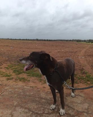 Aiutami a trovare casa