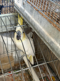 Cacatua