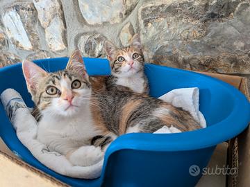 Quattro gattini stupendi
