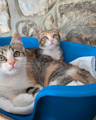 Quattro gattini stupendi