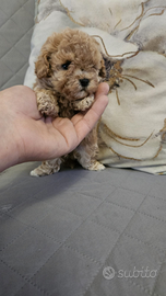 Cucciola di barboncino mini toy red