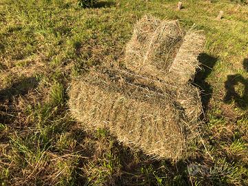 Balle di fieno piccole primo taglio di Maggio 2024