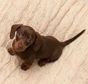 Cuccioli bassotto pelo raso