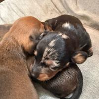 Bassotti nani cuccioli maschi