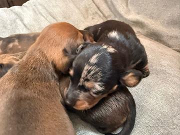 Bassotti nani cuccioli maschi