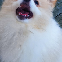 SPITZ di Pomerania Femmina