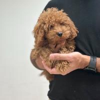 Maltipoo manto Red toy disponibile