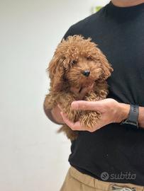 Maltipoo manto Red toy disponibile