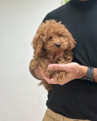Maltipoo manto Red toy disponibile