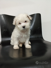 Shitpoo femmina bianca