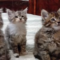 Cuccioli maine coon