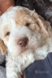 Lagotto Romagnolo