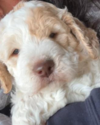 Lagotto Romagnolo