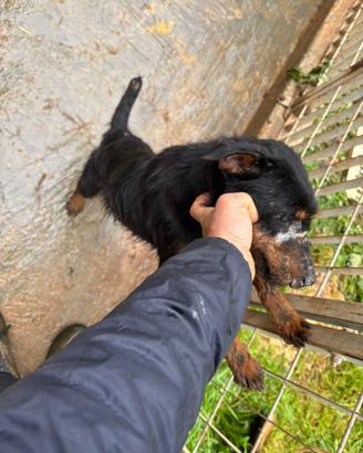 Jagd terrier
