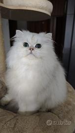 Brithis longair con pedigree