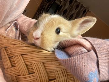 Coniglio nano
