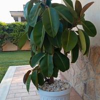 Meravigliosa pianta di FICUS 