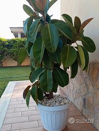 Meravigliosa pianta di FICUS 