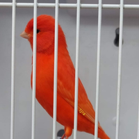 Allevamento professionista