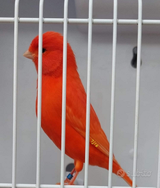 Allevamento professionista