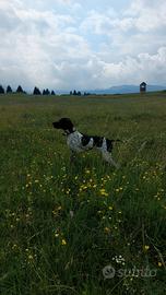 Pointer femmina