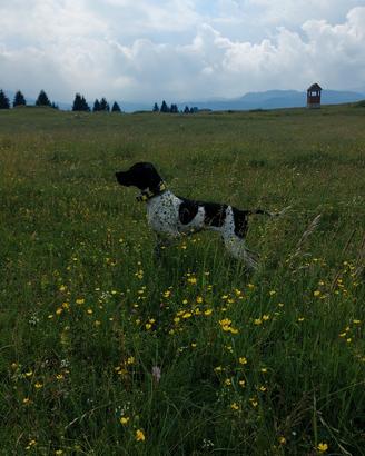Pointer femmina
