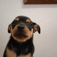 Cuccioli incrocio Pinscher - Bassotto