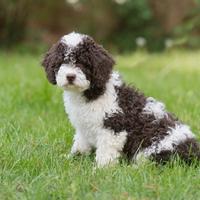 Cane d'acqua Spagnolo