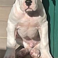 Dogo argentino